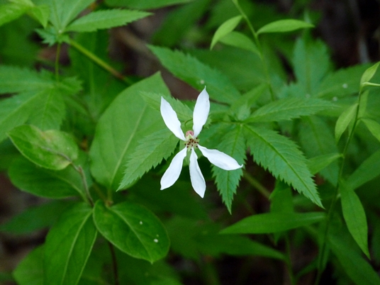 {Gillenia stipulata}